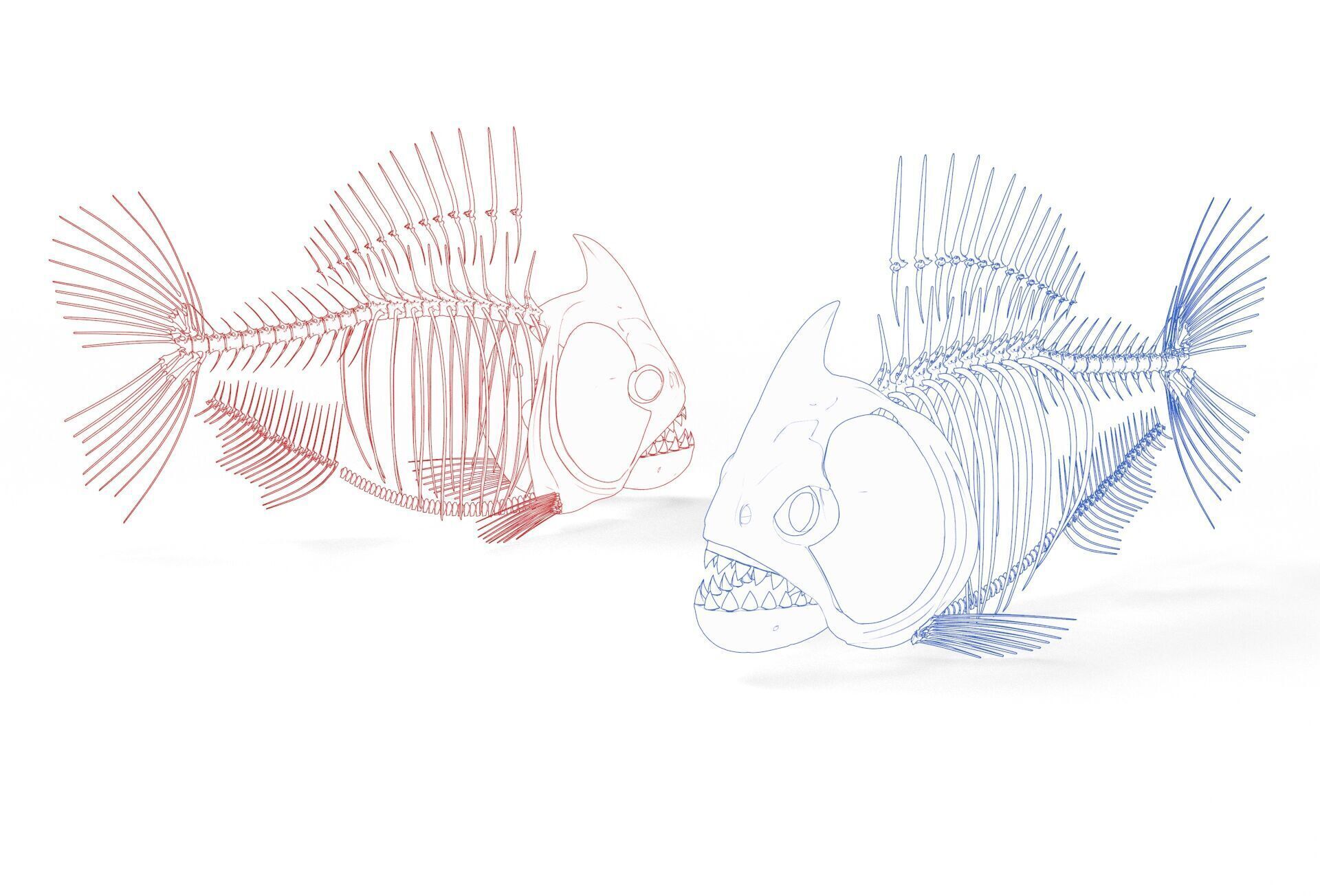 Piranha fish skeleton 3D model_16