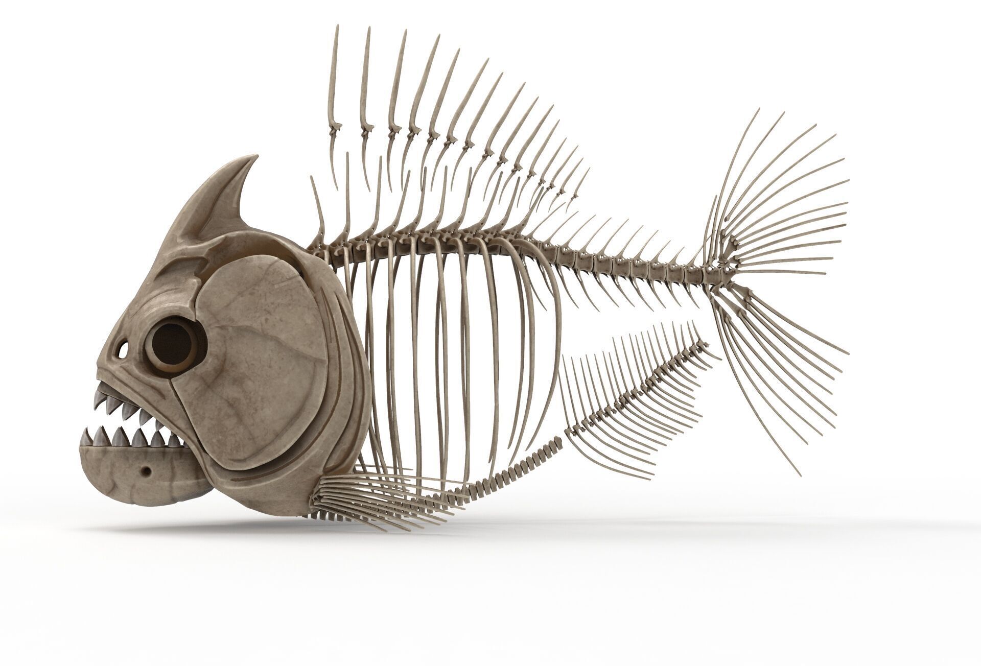 Piranha fish skeleton 3D model_5