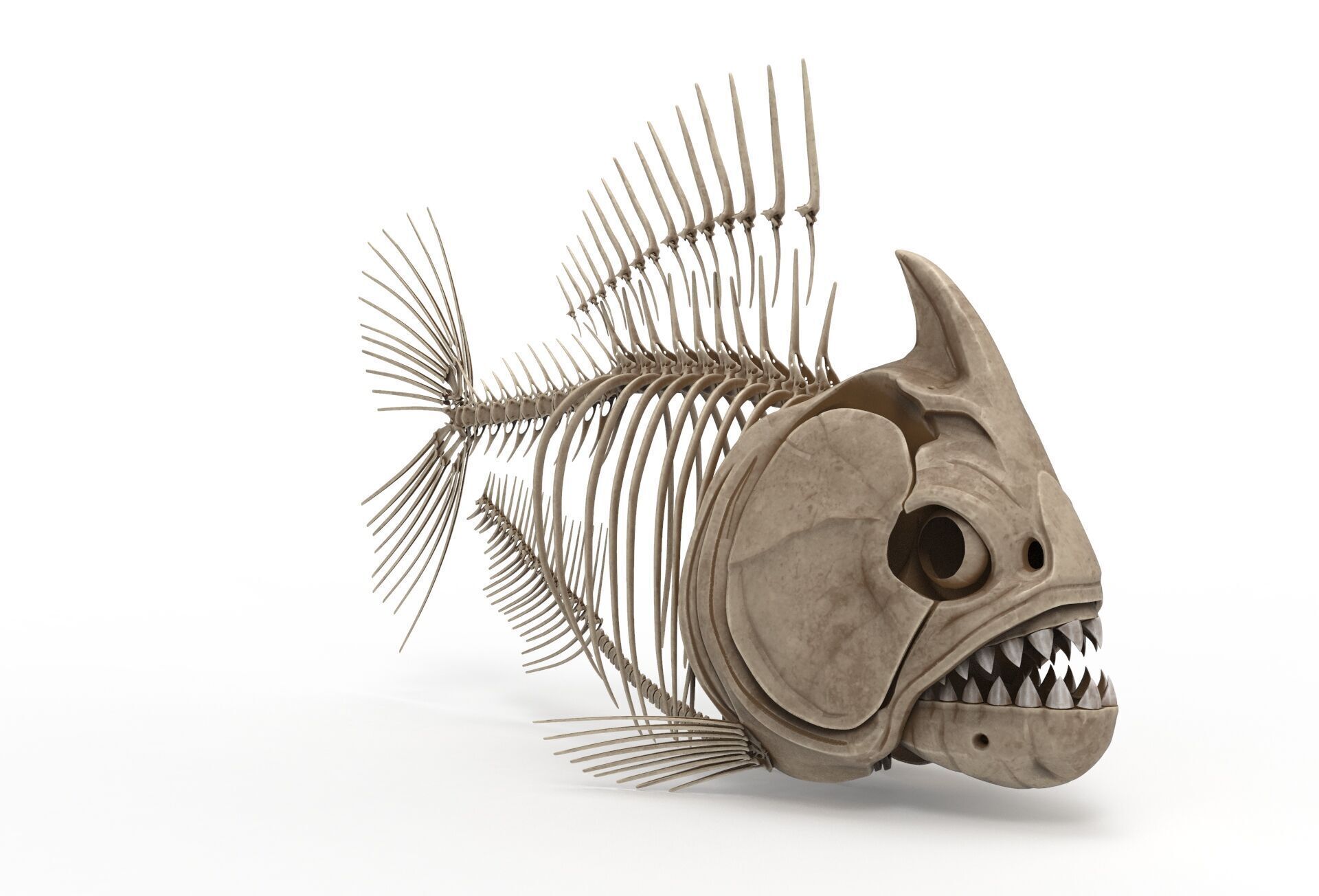 Piranha fish skeleton 3D model_6