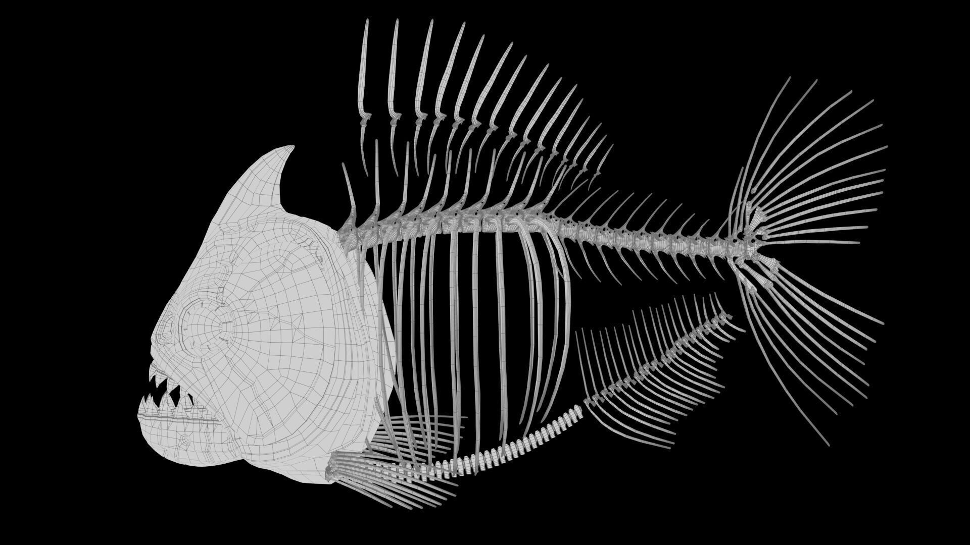 Piranha fish skeleton 3D model_23