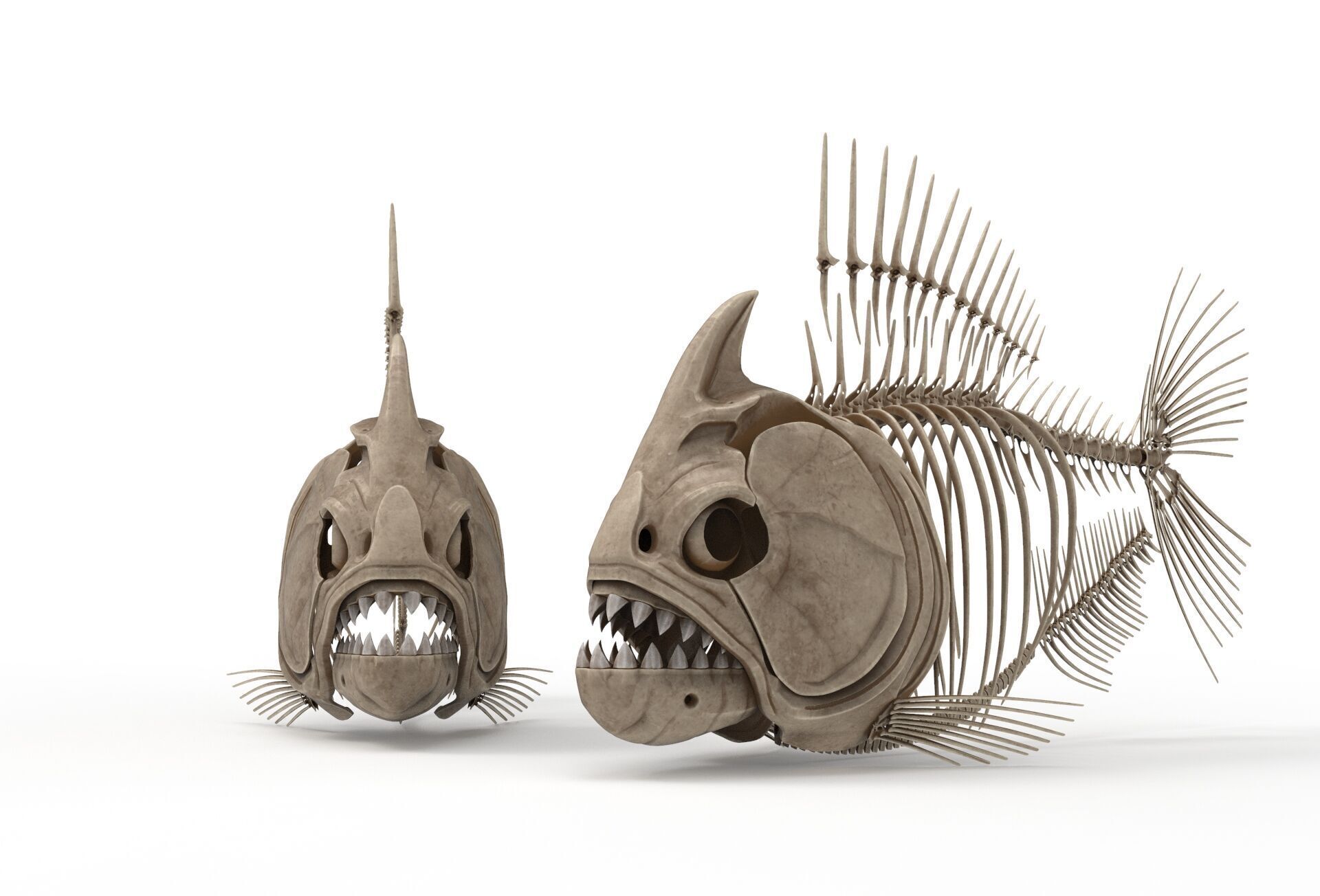 Piranha fish skeleton 3D model_11