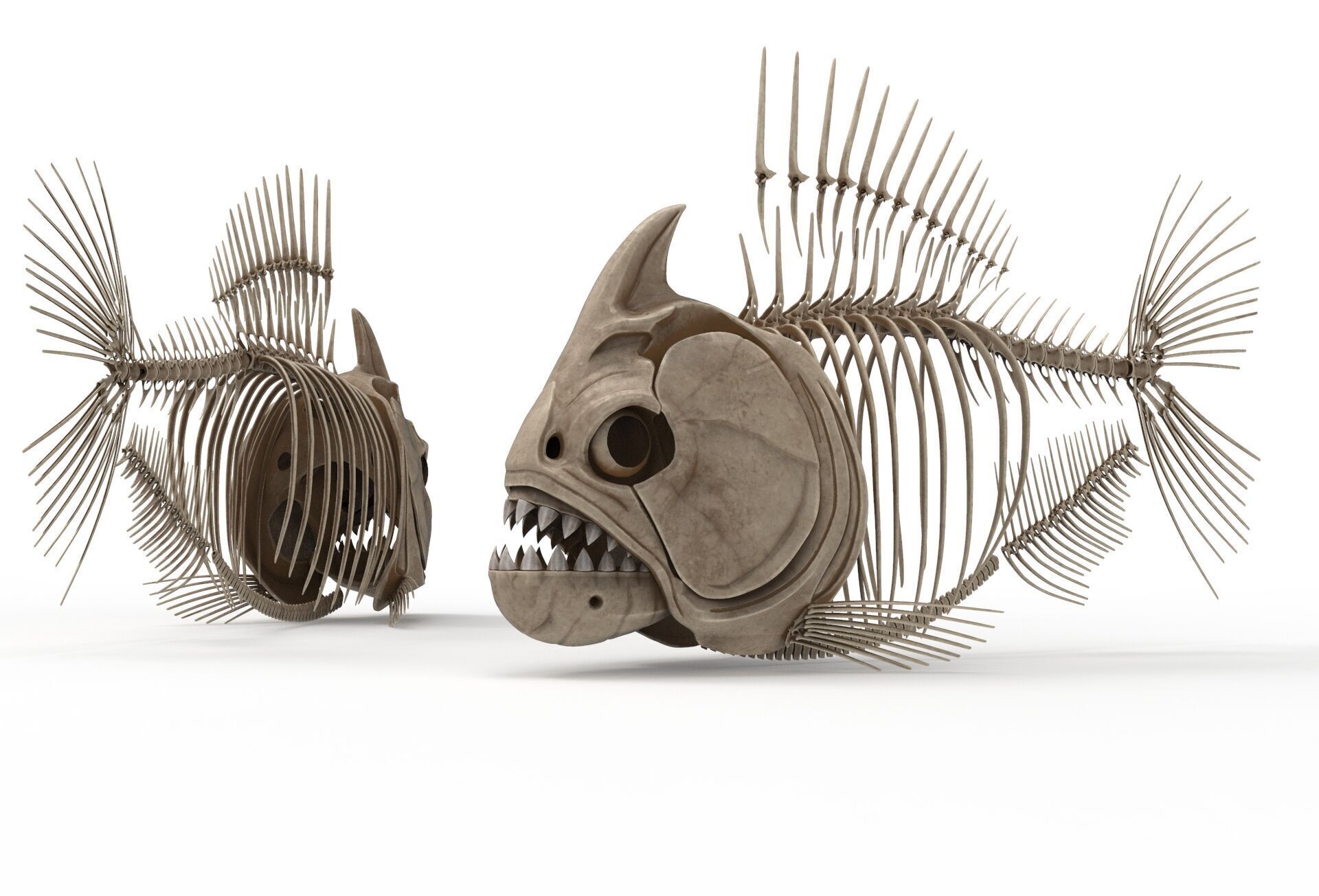 Piranha fish skeleton 3D model_12