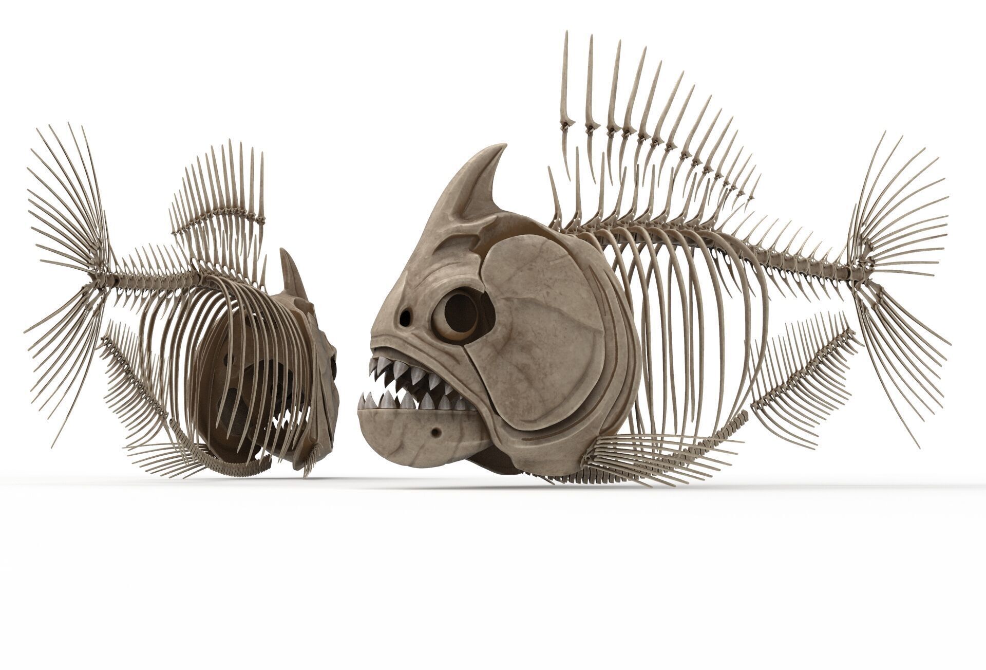 Piranha fish skeleton 3D model_14