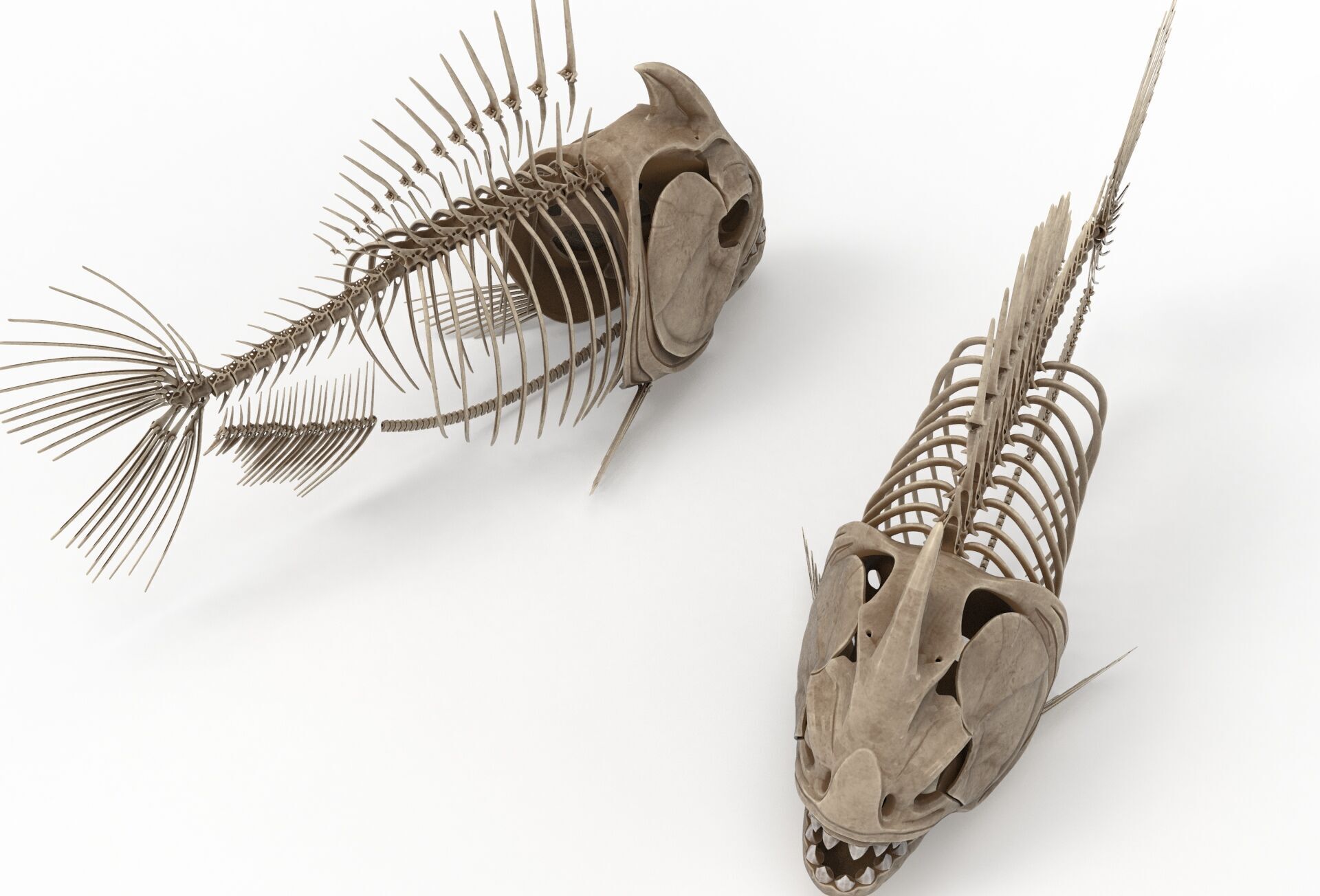 Piranha fish skeleton 3D model_9