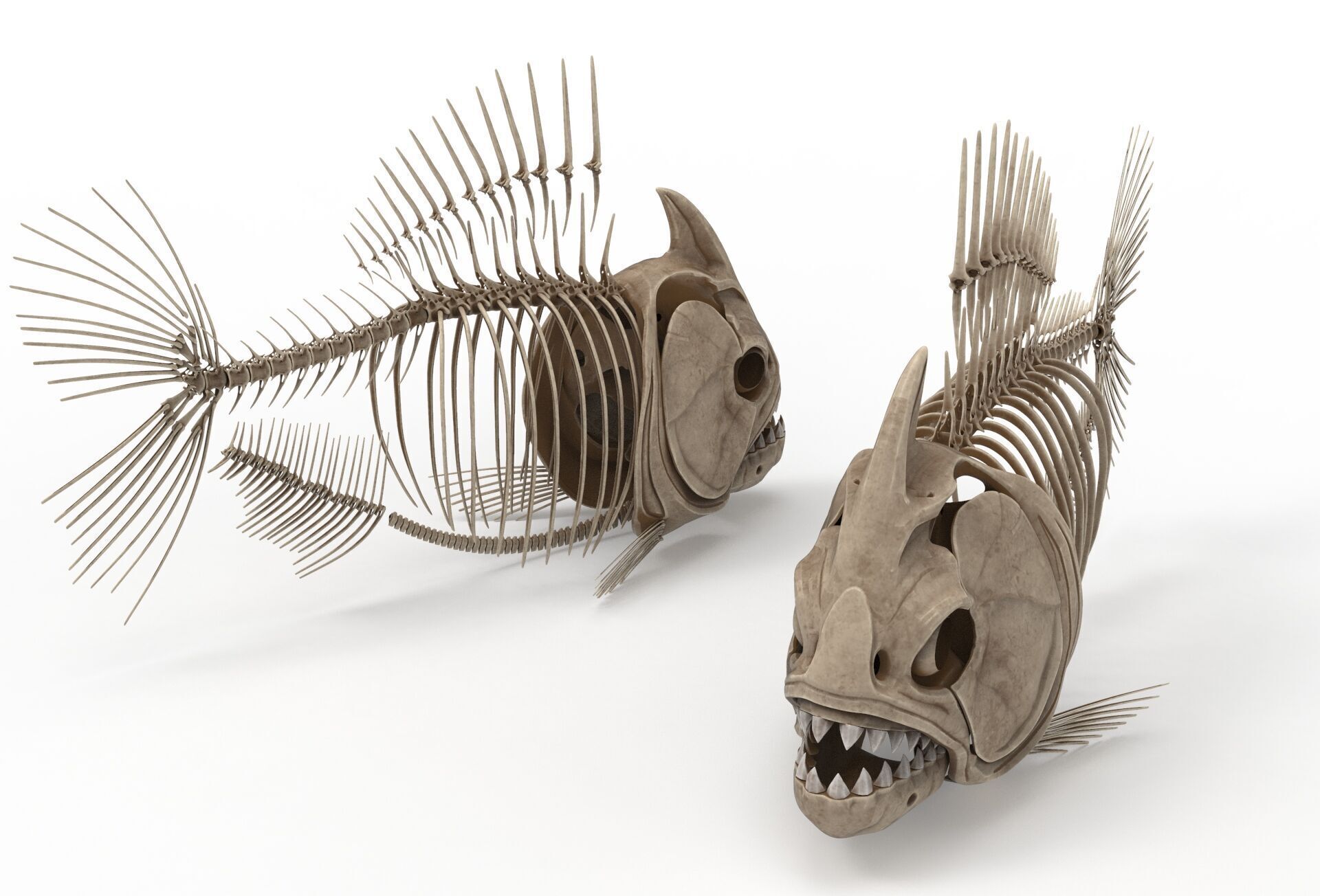 Piranha fish skeleton 3D model_7