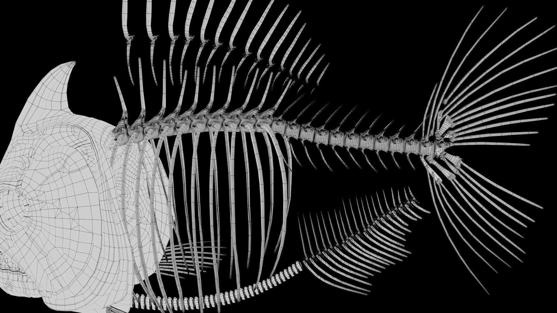 Piranha fish skeleton 3D model_20