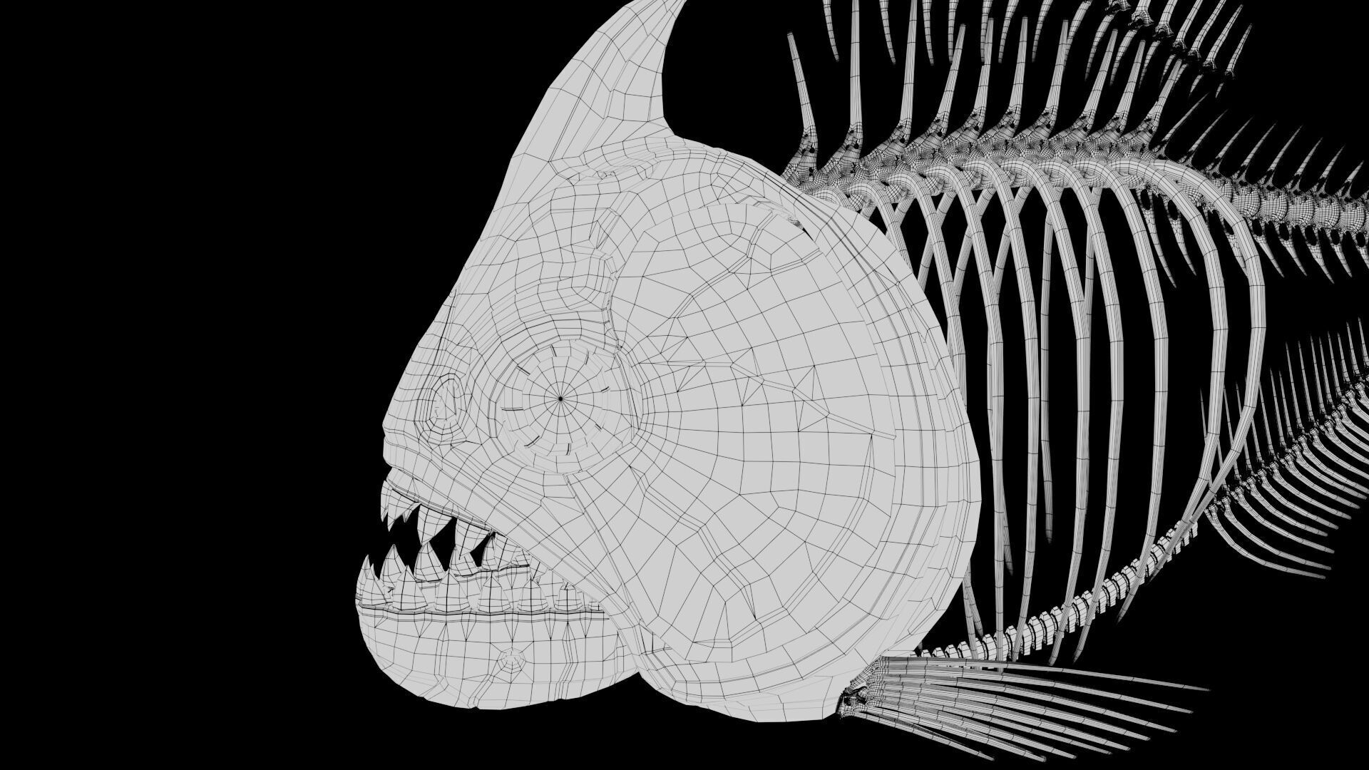 Piranha fish skeleton 3D model_21