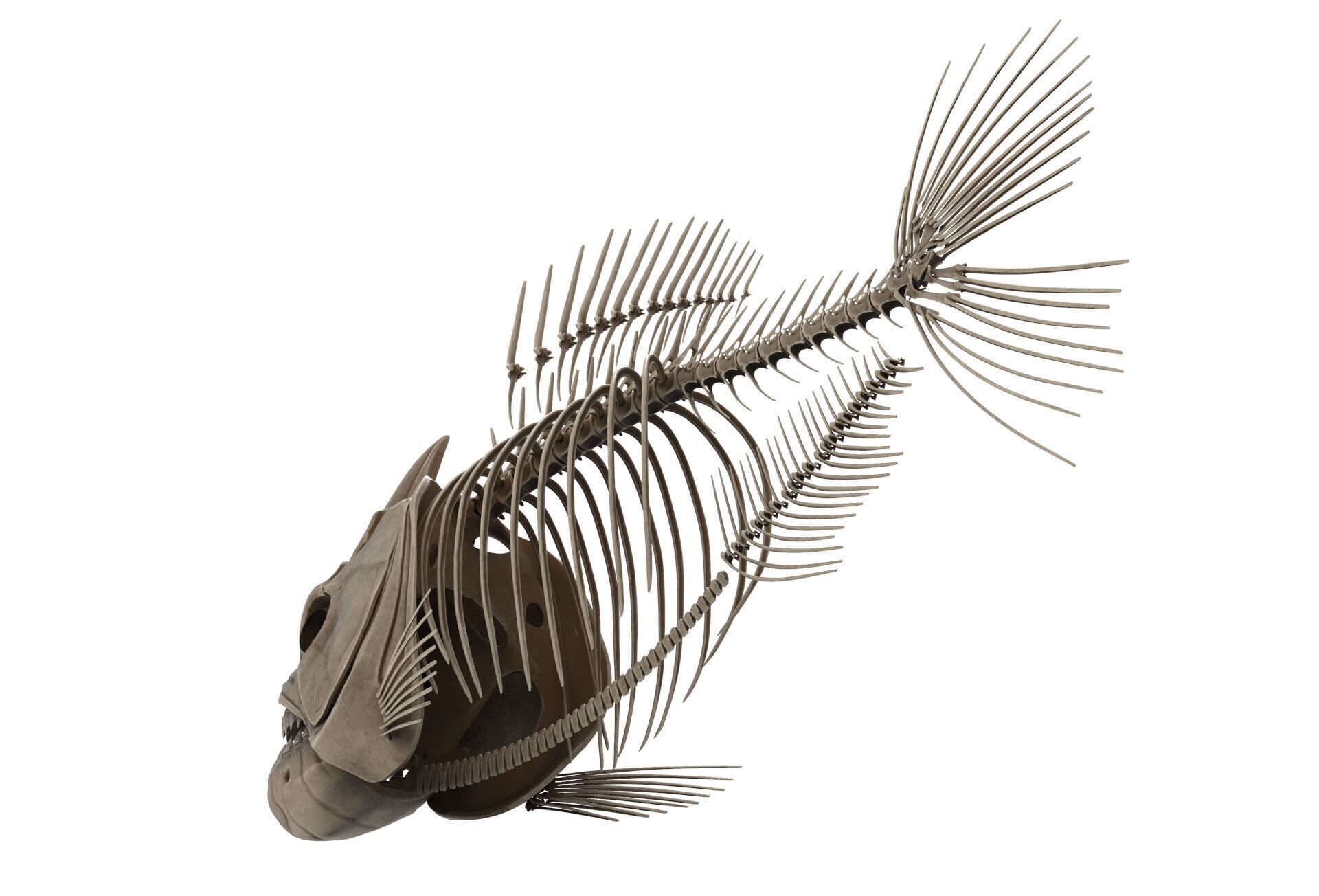 Piranha fish skeleton 3D model_4