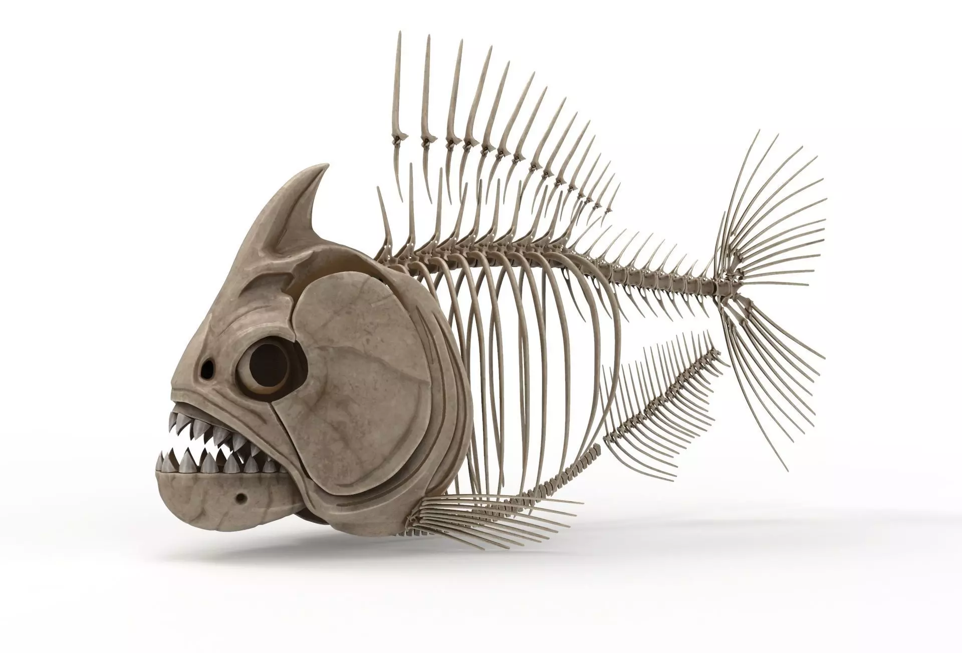 Piranha fish skeleton 3D model_0