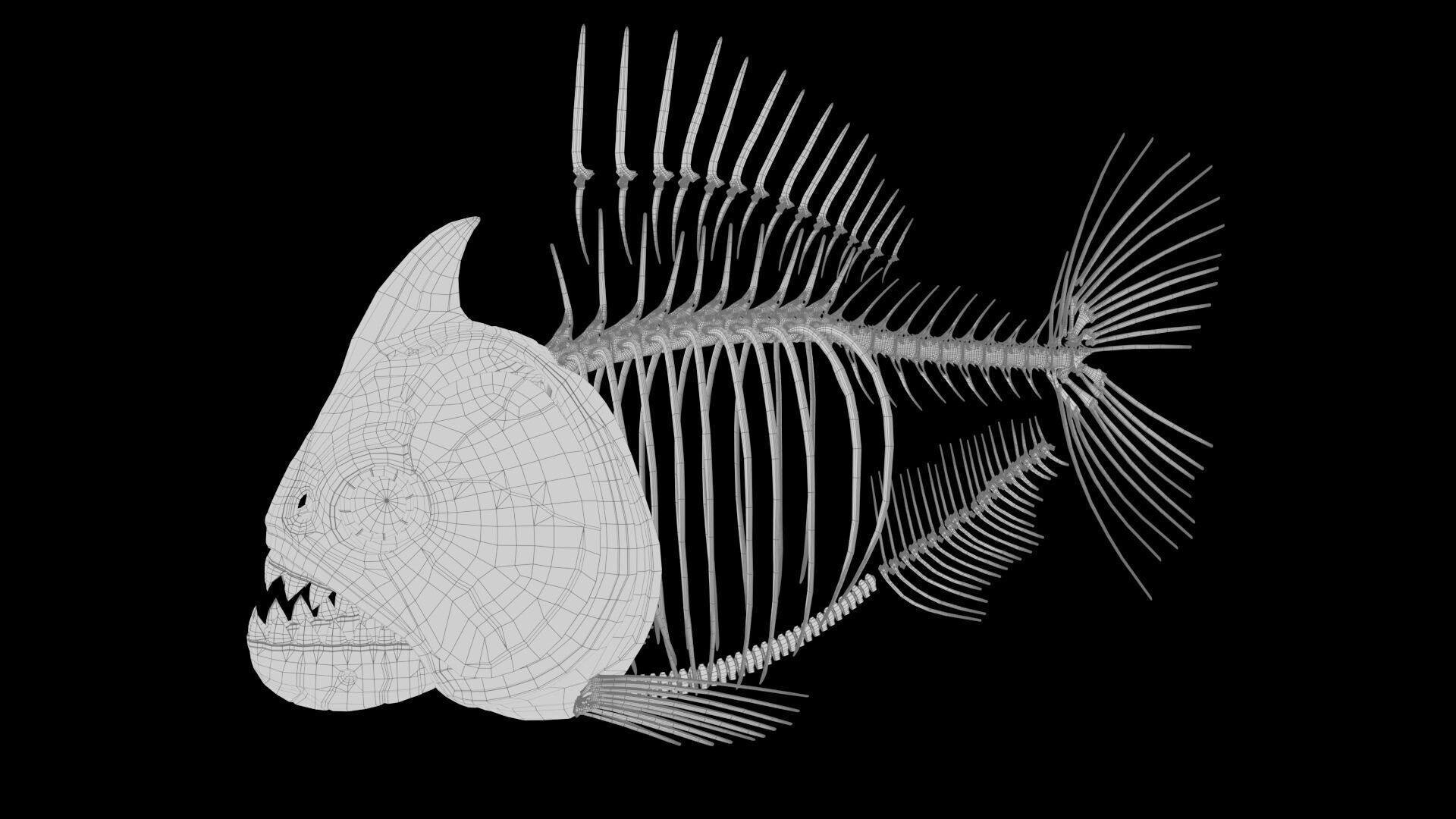 Piranha fish skeleton 3D model_22
