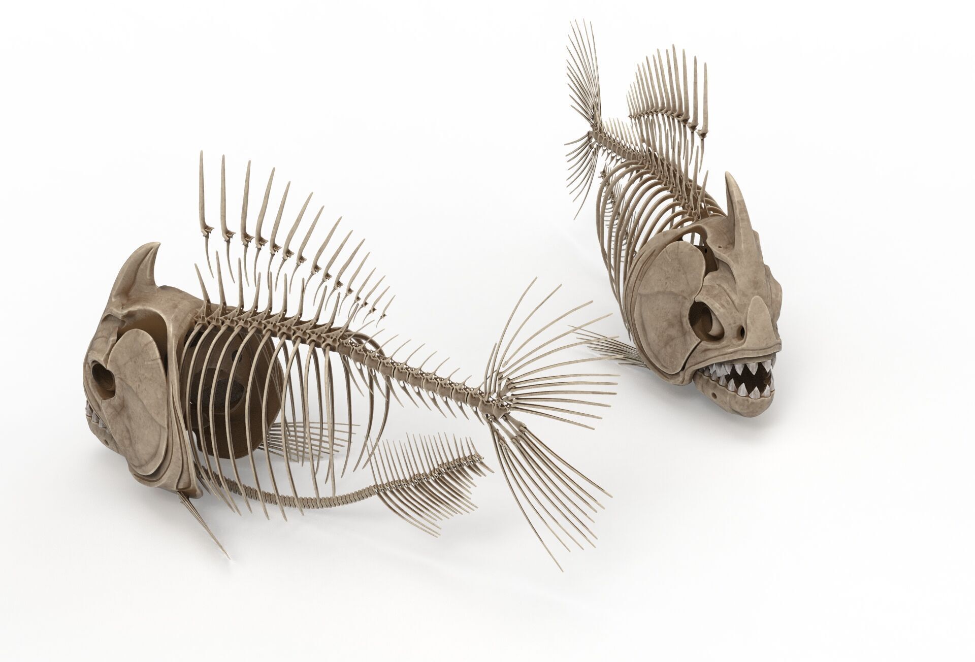 Piranha fish skeleton 3D model_13