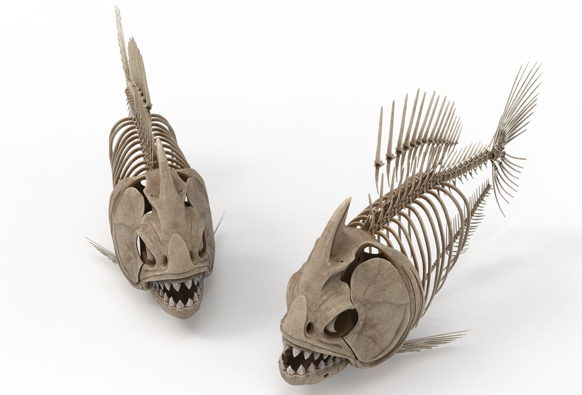 Piranha fish skeleton 3D model_10