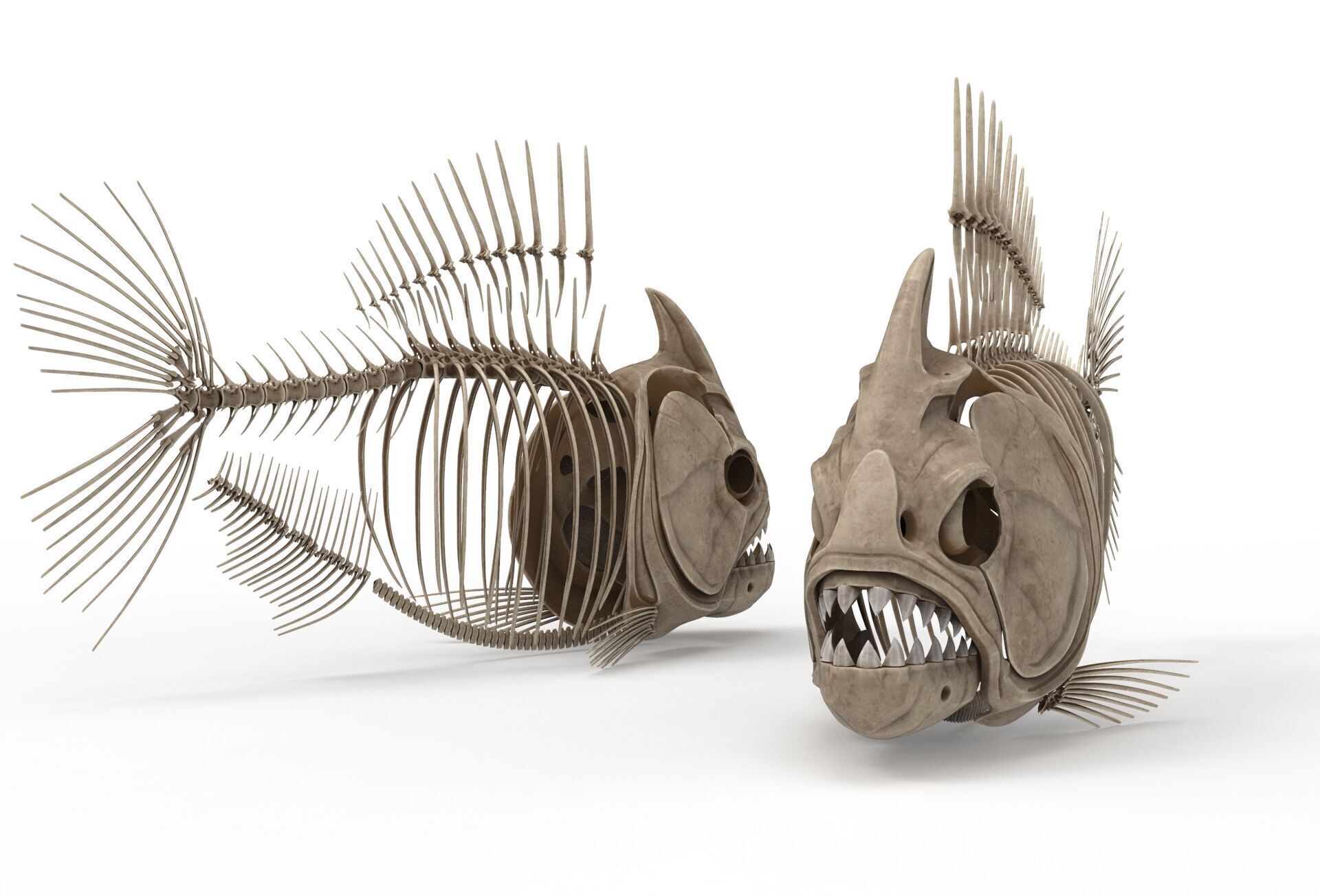 Piranha fish skeleton 3D model_8