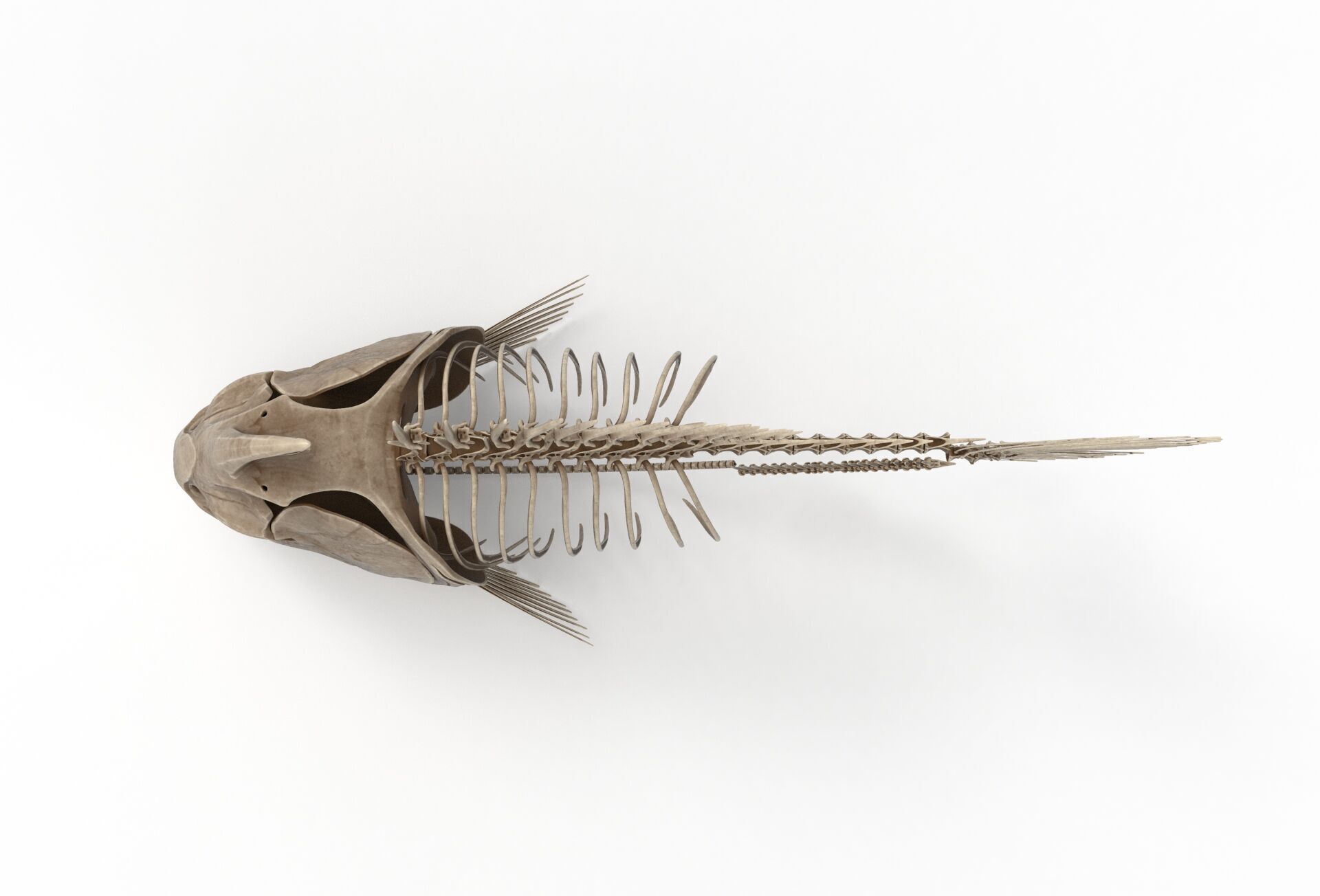 Piranha fish skeleton 3D model_3