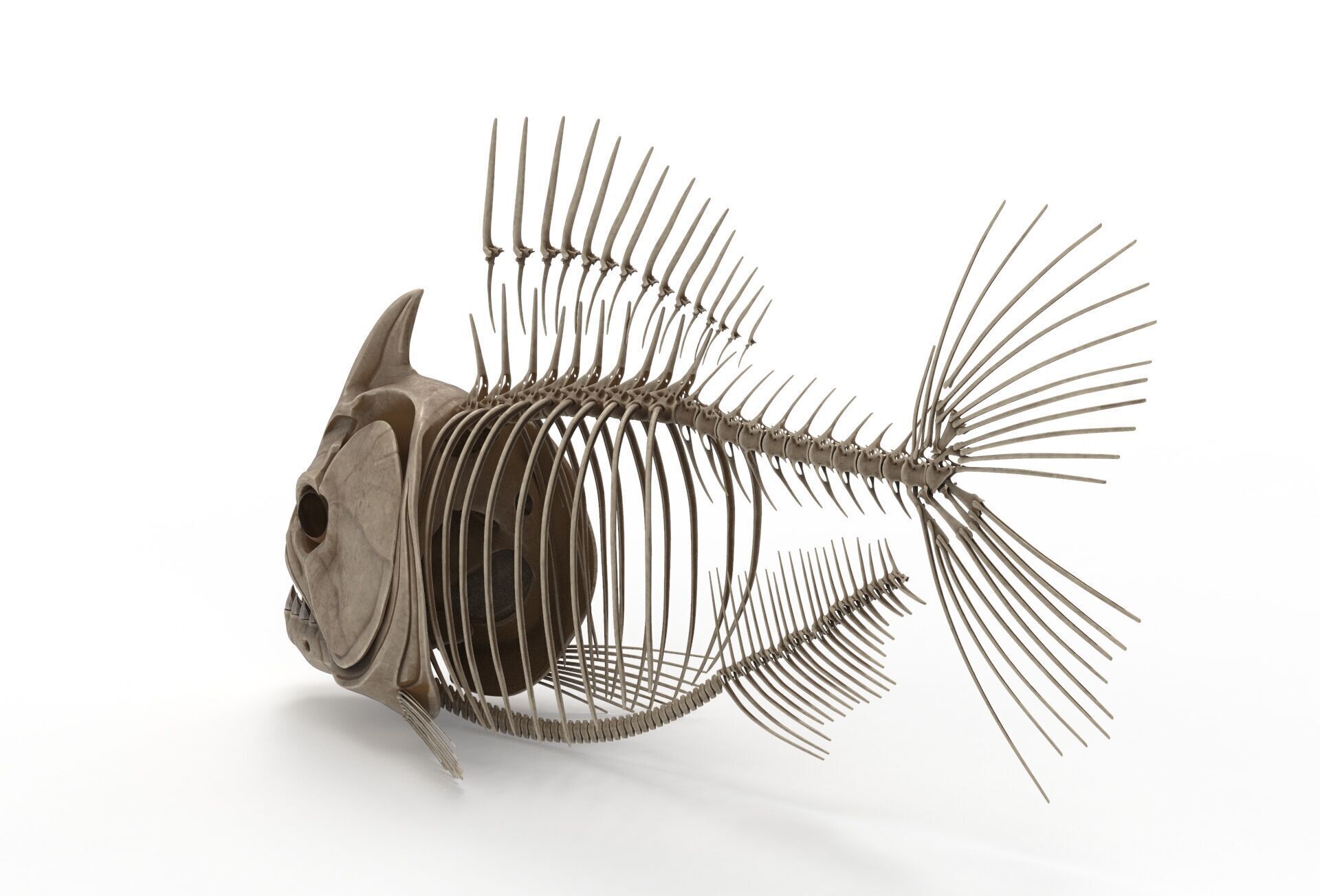 Piranha fish skeleton 3D model_2