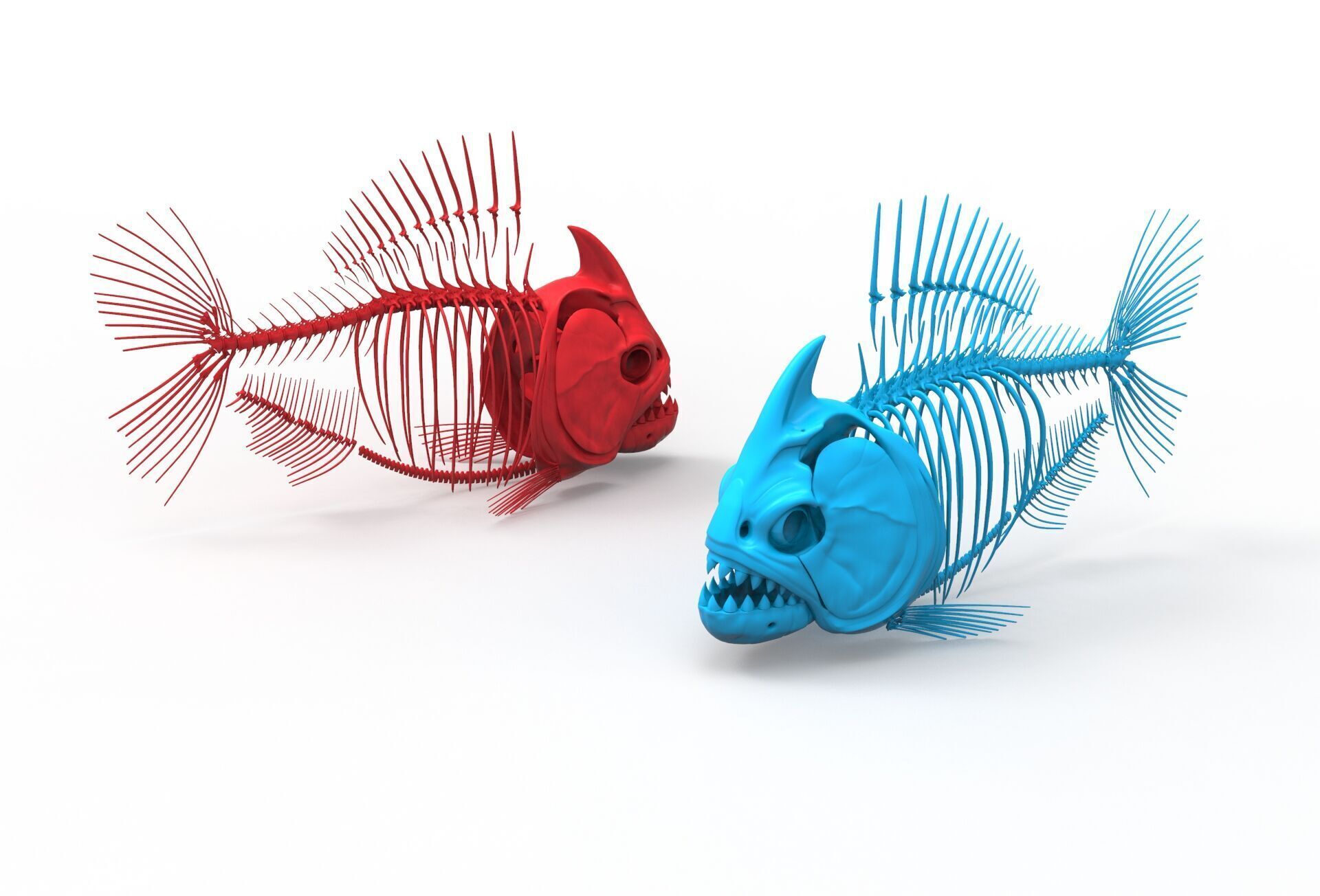 Piranha fish skeleton 3D model_15