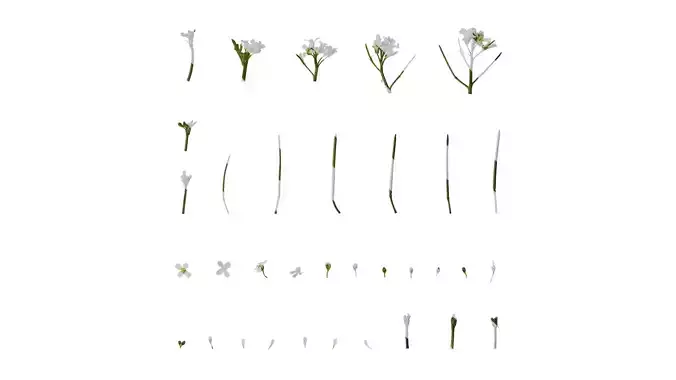 Anydrafts Cardamine hirsuta Atlas 05