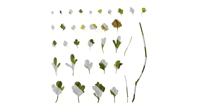 Anydrafts Cardamine hirsuta Leaf 02