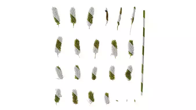 Anydrafts Carex Fruit 01