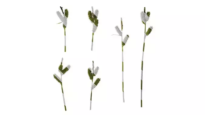 Anydrafts Carex Fruit 02