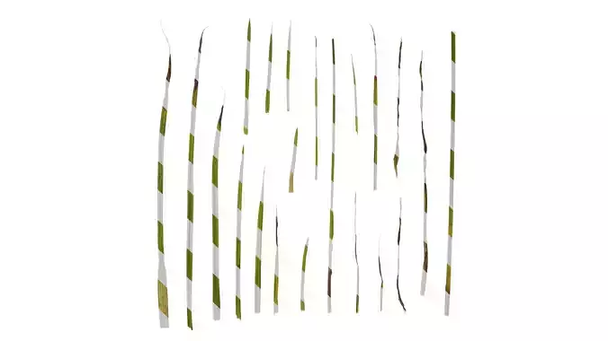 Anydrafts Carex atrata Leaf 01