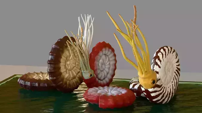 Ammonite - amonoids - three different 3D model