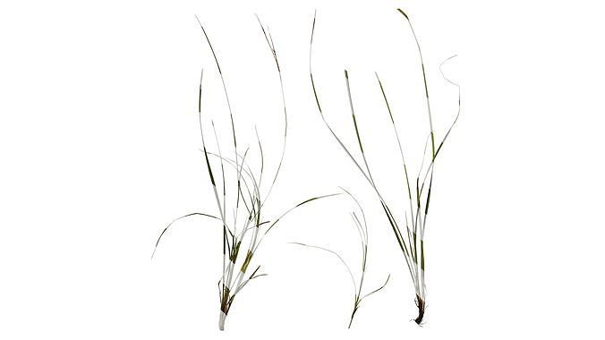 Anydrafts Carex breviculmis Atlas 01 Texture