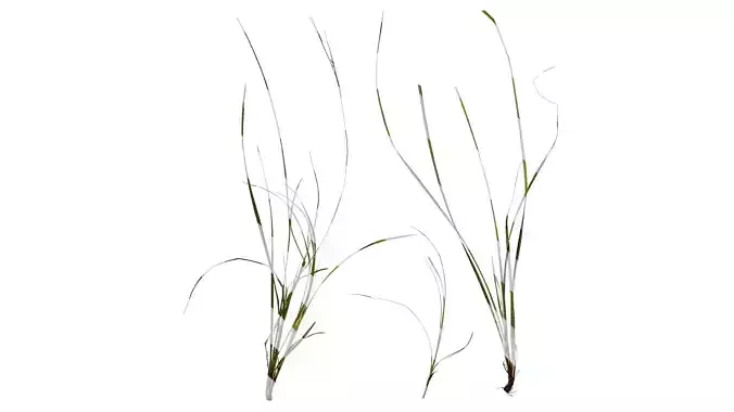 Anydrafts Carex breviculmis Atlas 01