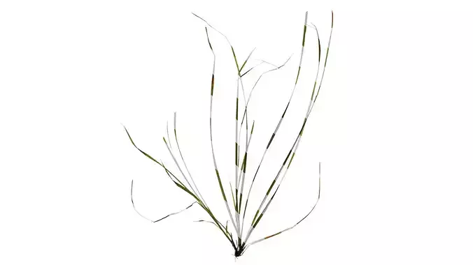 Anydrafts Carex breviculmis Atlas 03