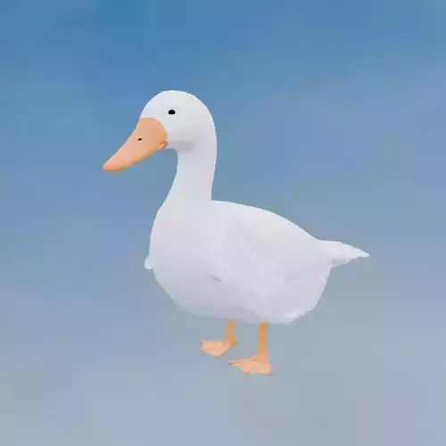 Cute Duck
