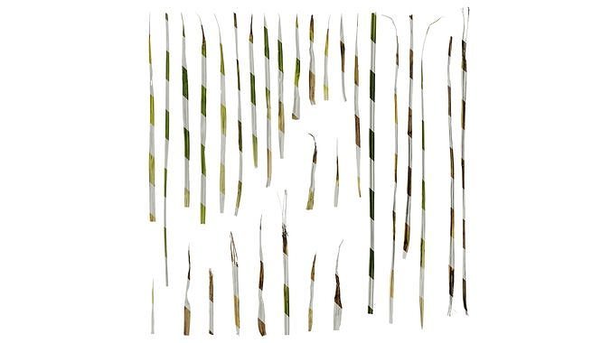 Anydrafts Carex breviculmis Leaf 01 Texture