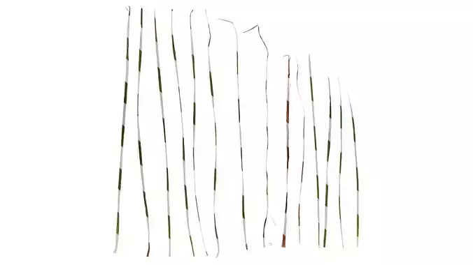 Anydrafts Carex breviculmis Leaf 02