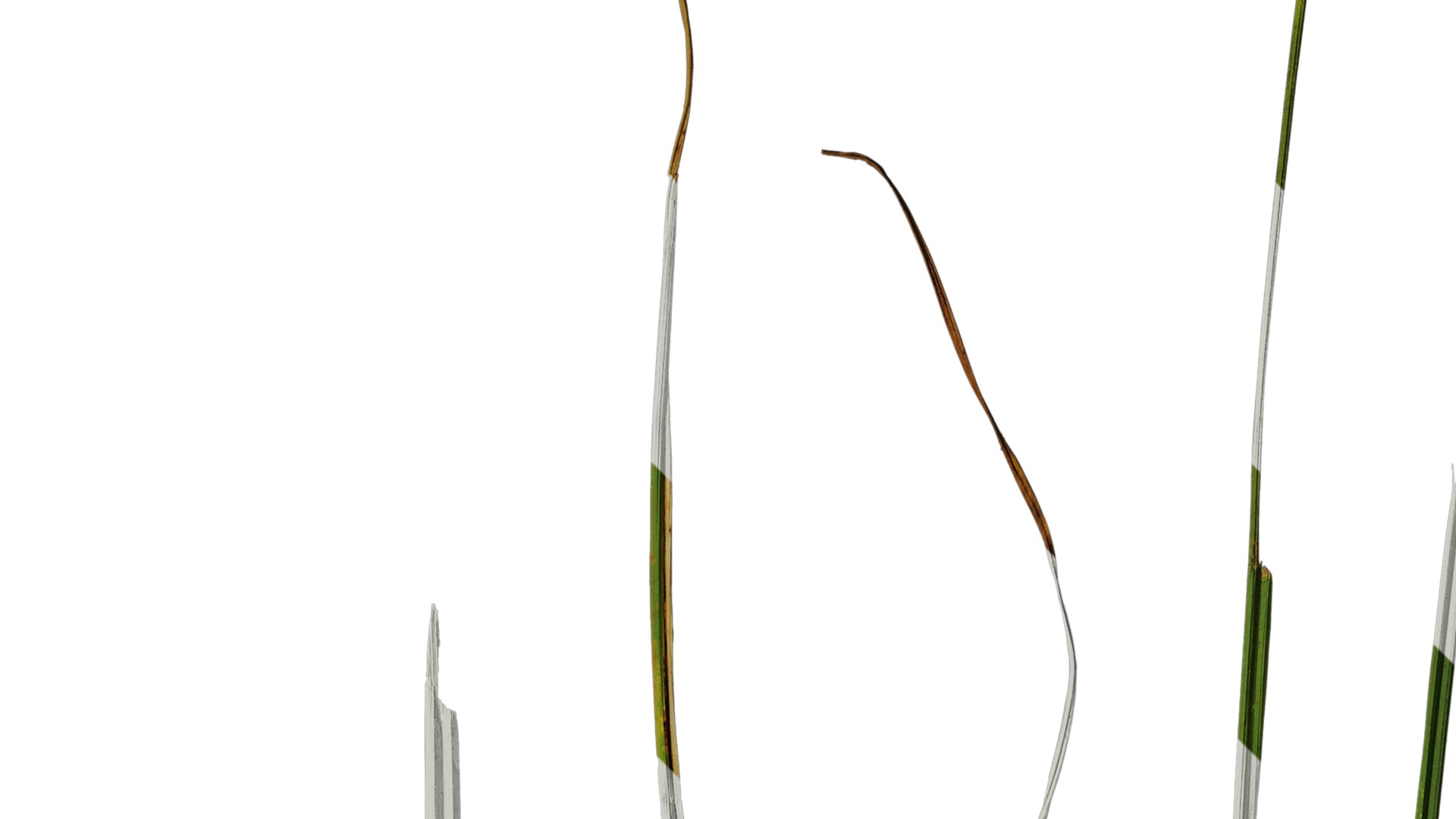 Anydrafts Carex breviculmis Leaf 03 Texture_2