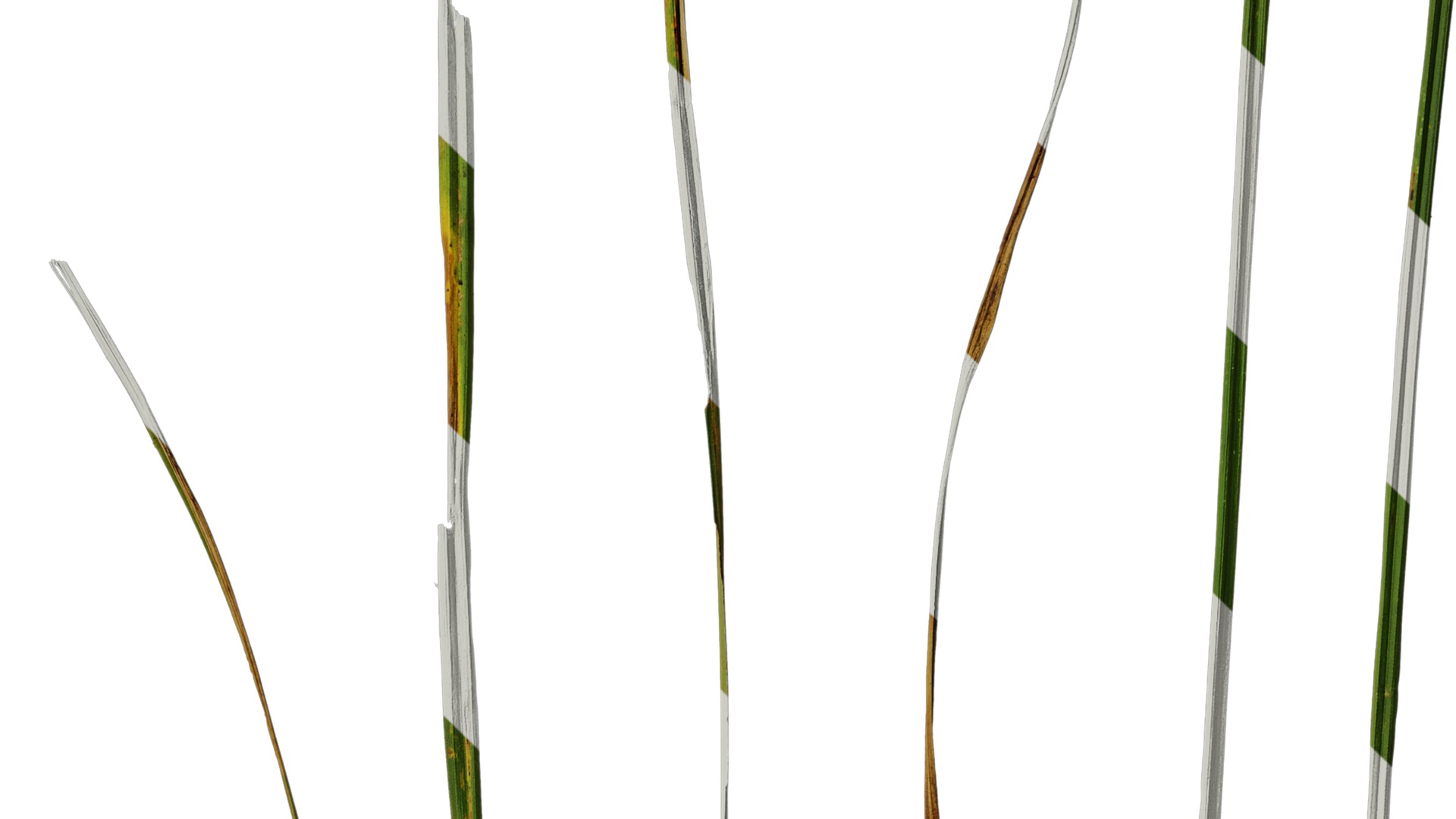 Anydrafts Carex breviculmis Leaf 03 Texture_4