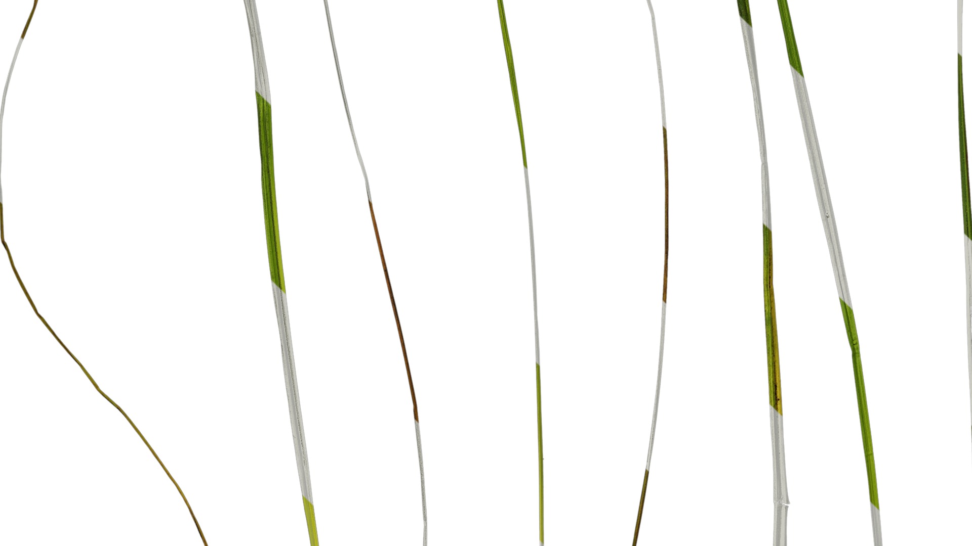 Anydrafts Carex breviculmis Leaf 03 Texture_5
