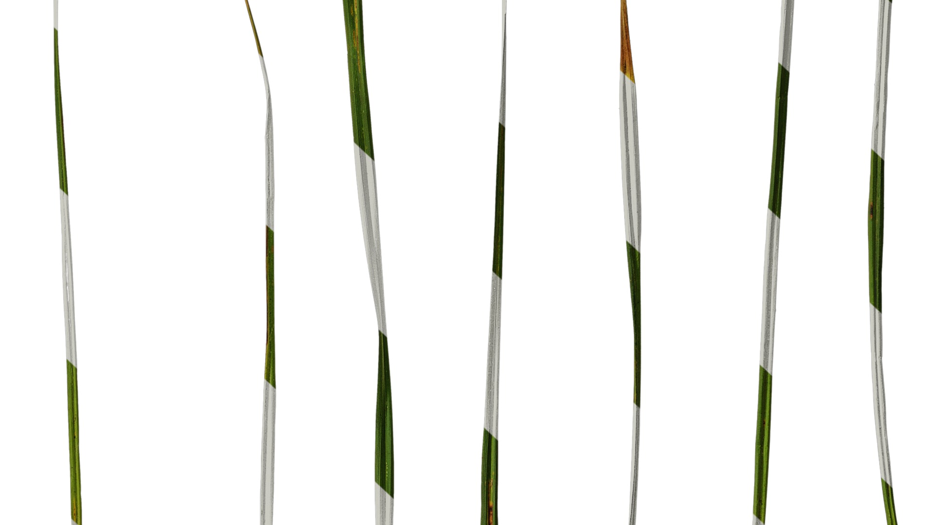 Anydrafts Carex breviculmis Leaf 03 Texture_6