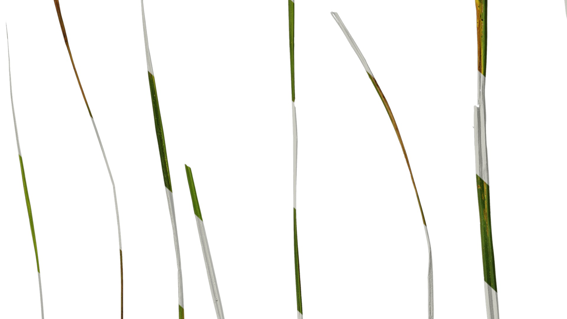 Anydrafts Carex breviculmis Leaf 03 Texture_7