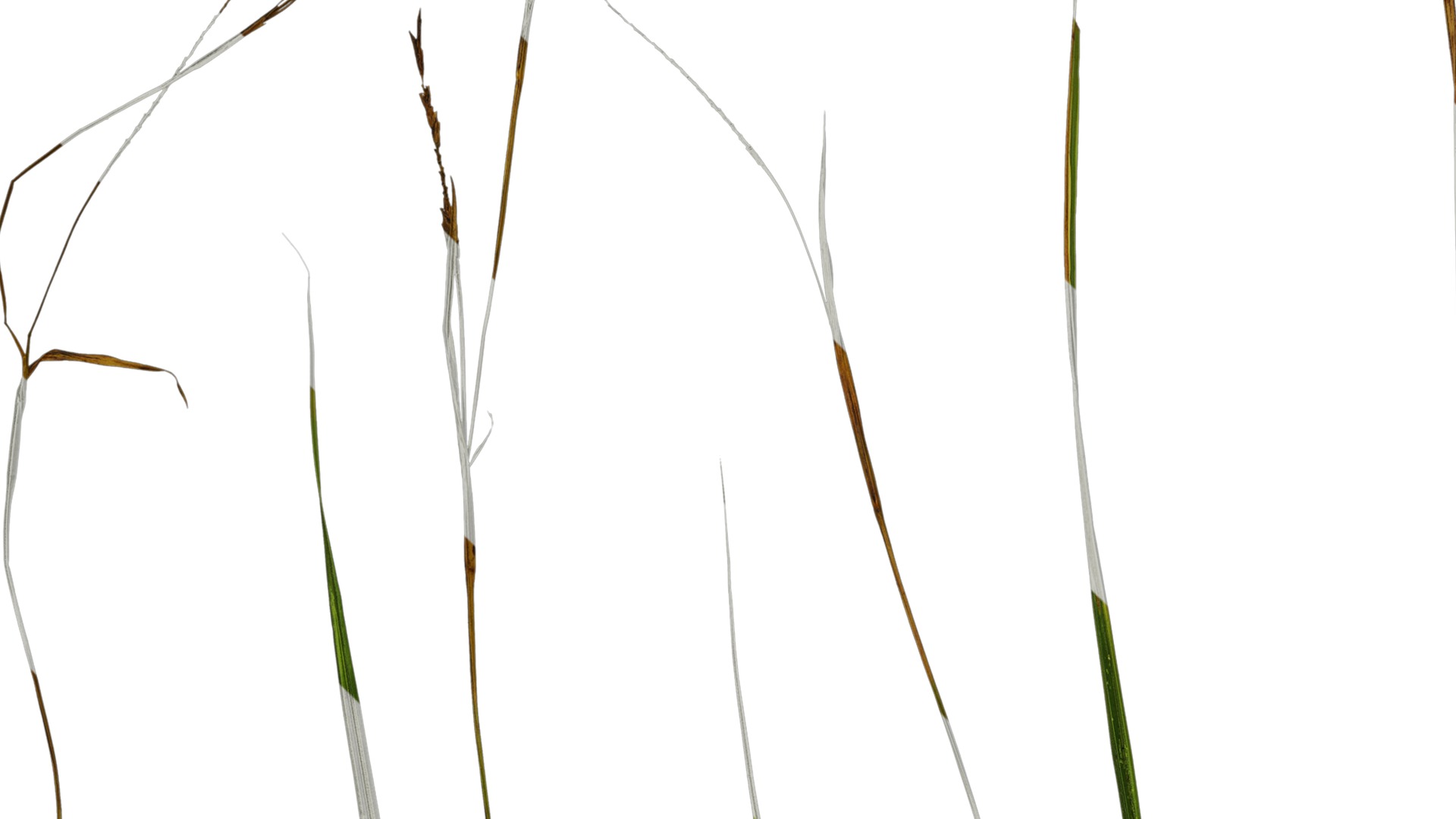 Anydrafts Carex breviculmis Leaf 03 Texture_3