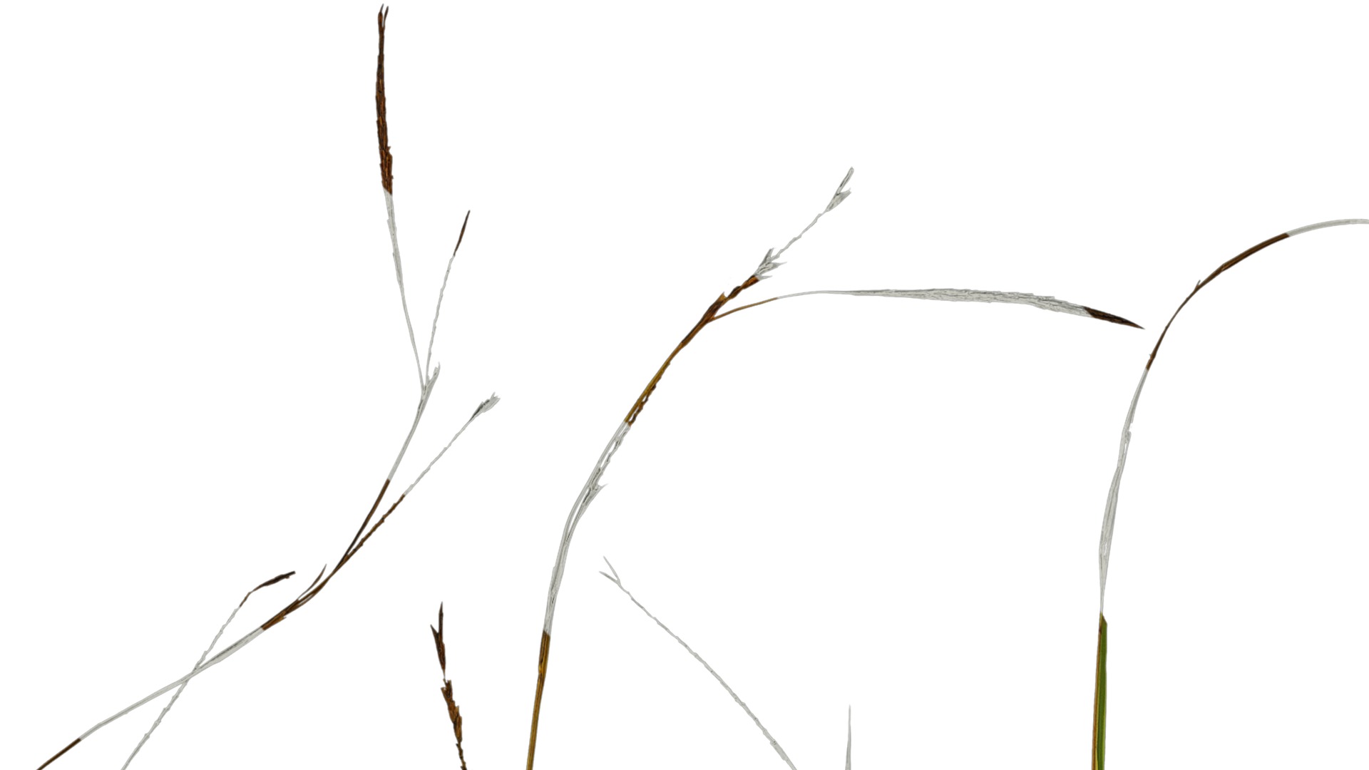 Anydrafts Carex breviculmis Leaf 03 Texture_1