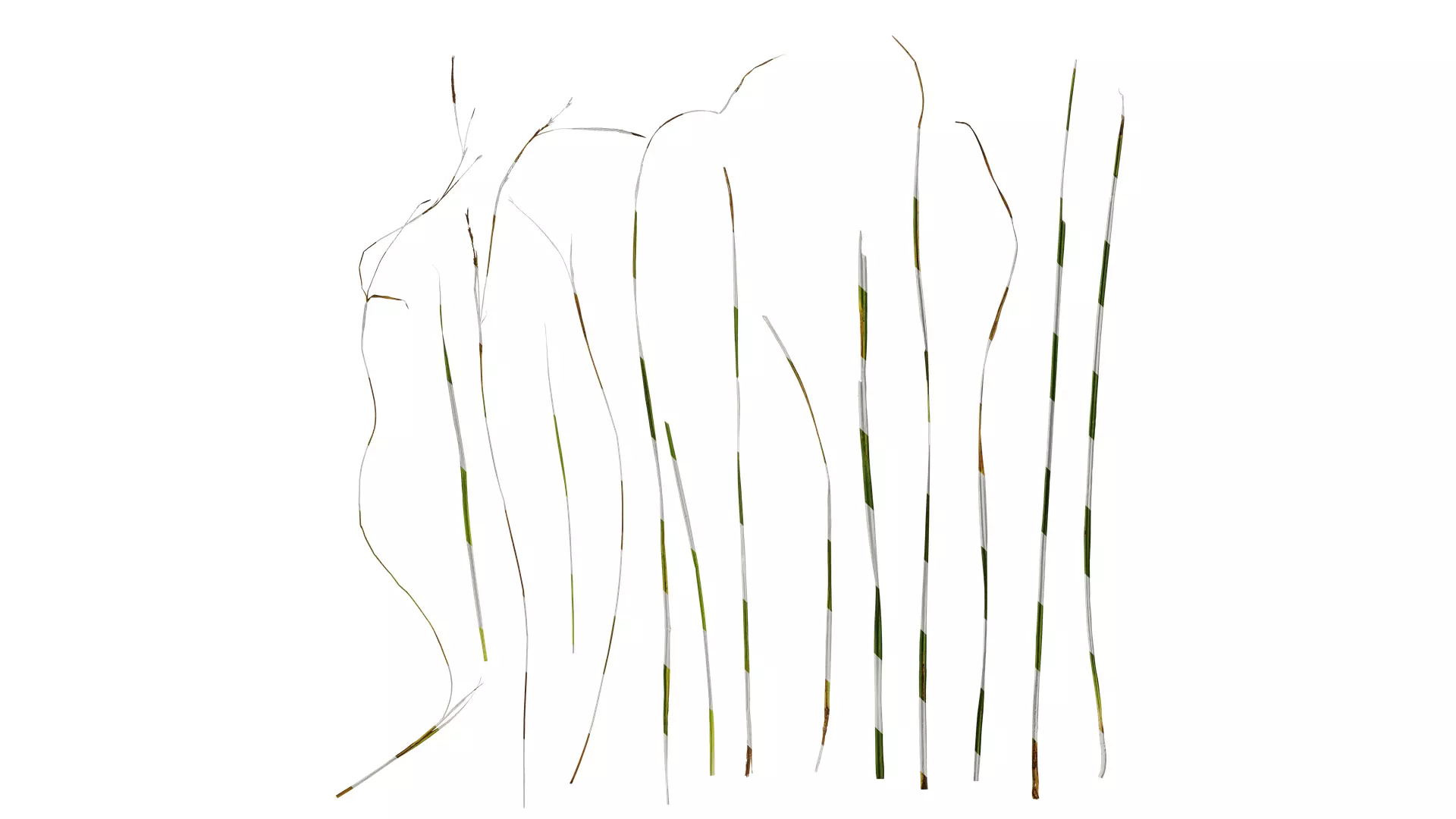Anydrafts Carex breviculmis Leaf 03 Texture_0
