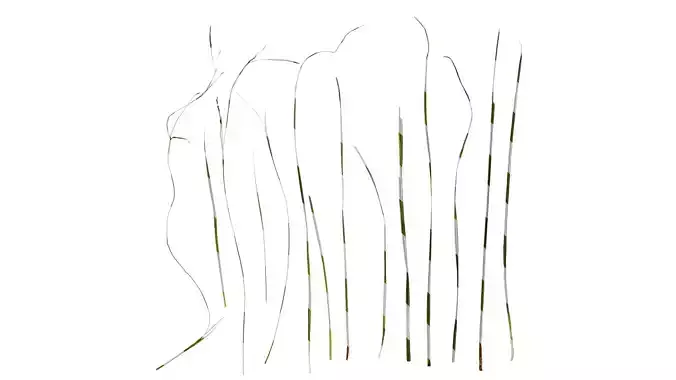 Anydrafts Carex breviculmis Leaf 03