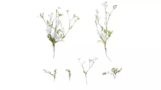 Anydrafts Carum carvi Atlas 01