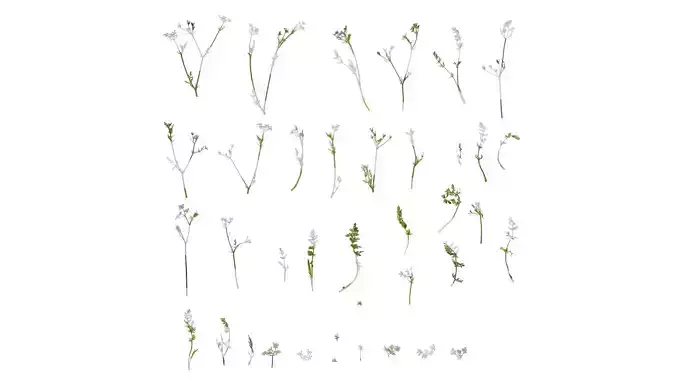 Anydrafts Carum carvi Atlas 02