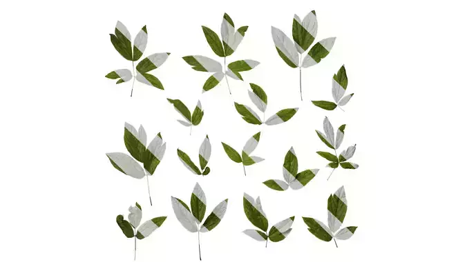 Anydrafts Caulophyllum robustum Atlas 01