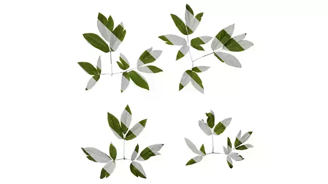 Anydrafts Caulophyllum robustum Atlas 02