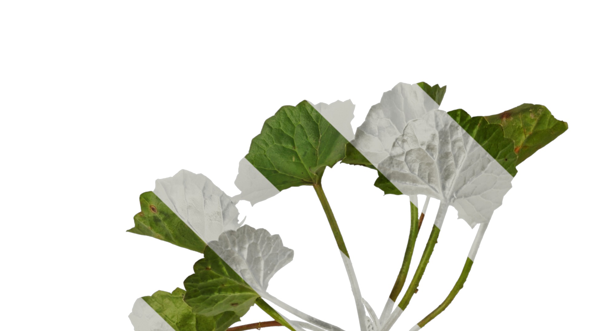 Anydrafts Centella asiatica Atlas 01 Texture_1