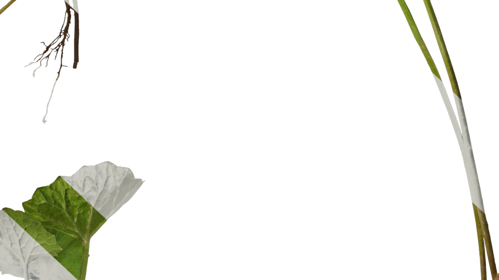 Anydrafts Centella asiatica Atlas 01 Texture_7