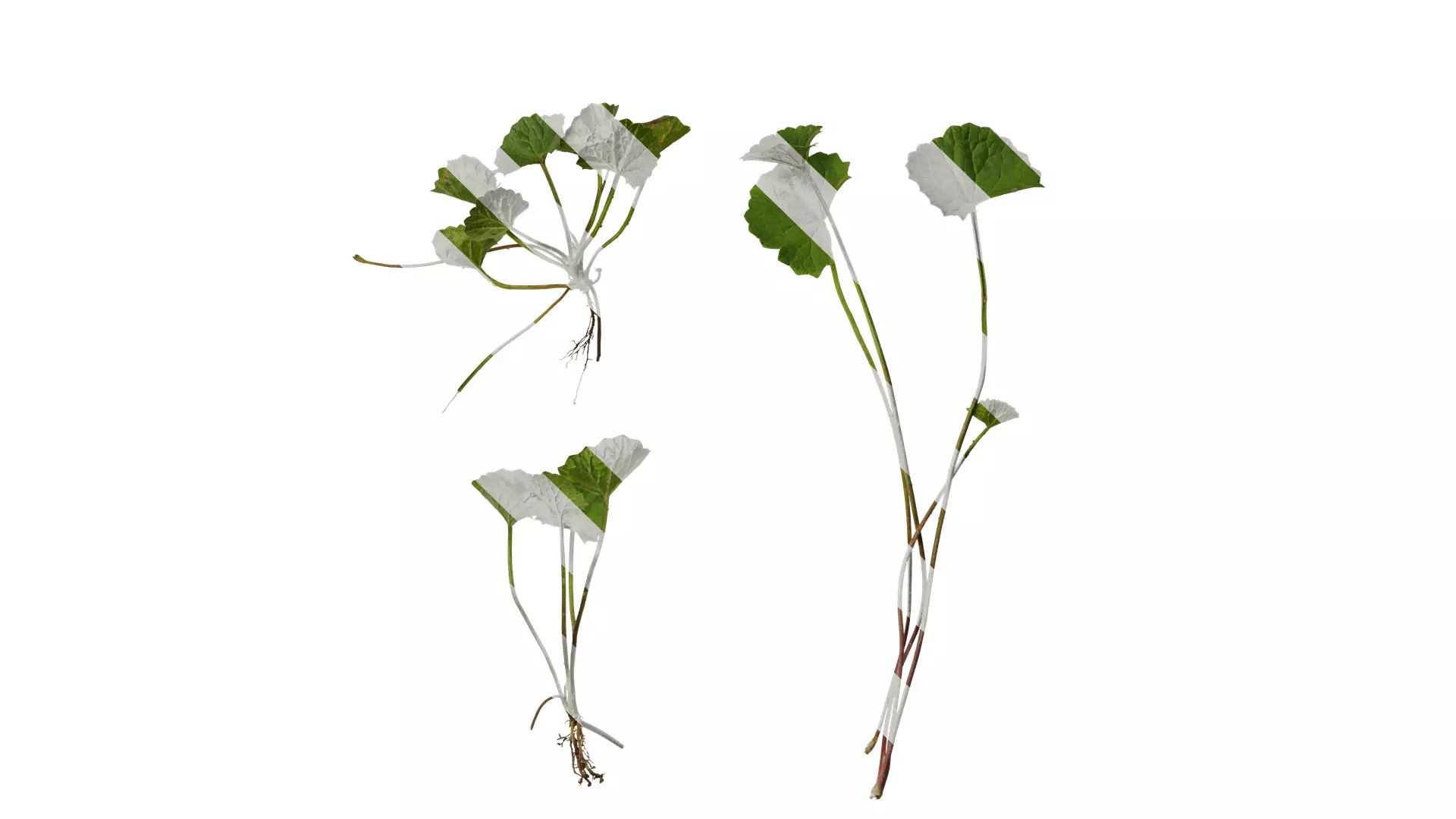 Anydrafts Centella asiatica Atlas 01 Texture_0