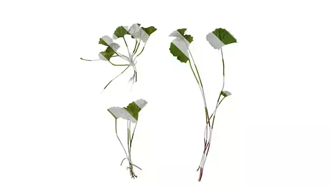 Anydrafts Centella asiatica Atlas 01 Texture
