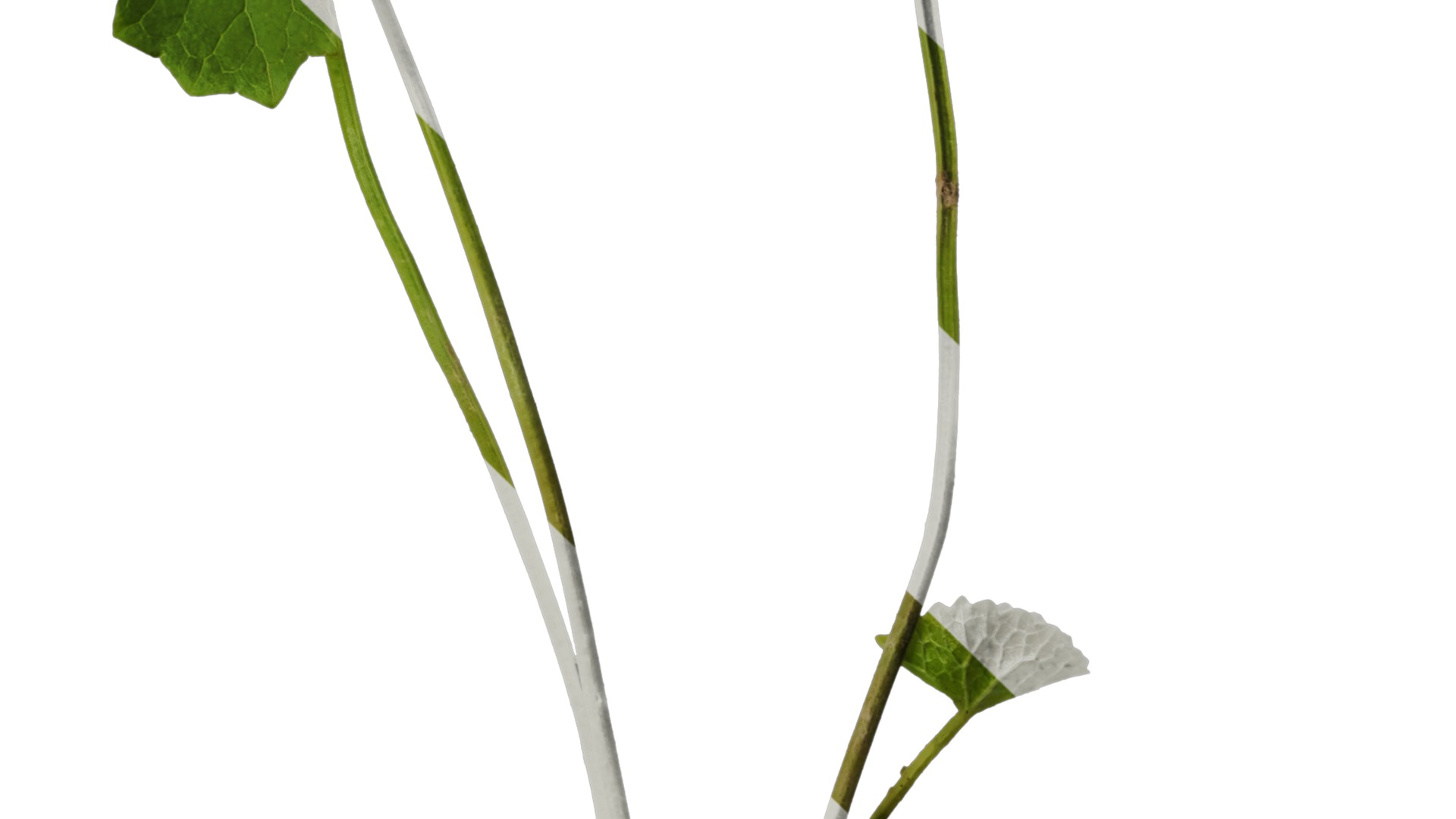 Anydrafts Centella asiatica Atlas 01 Texture_4